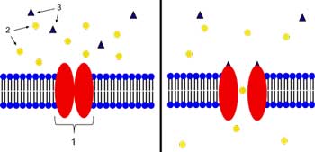ion channel