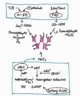 methylation