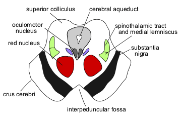 midbrain