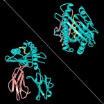 A natural killer connection, of all things, may be possible