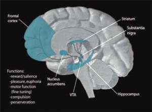 dopamine