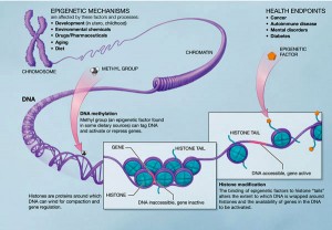 epigenetics