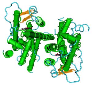 estrogen