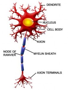 neurons
