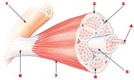 muscle fiber