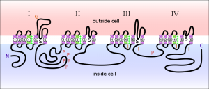 sodium-channel