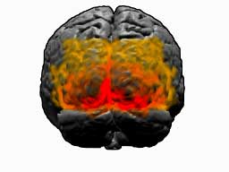 visual-cortex