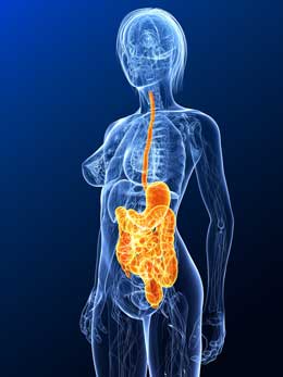 digestive-system