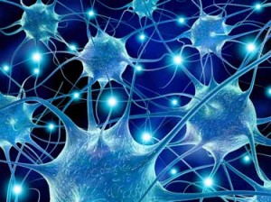 neurons