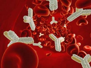 antibodies