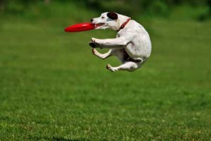 dog-frisbee