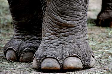 elephant feet