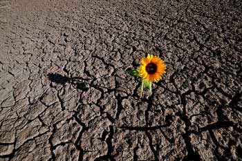rebirth