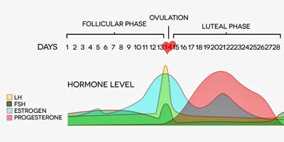 womens-hormones