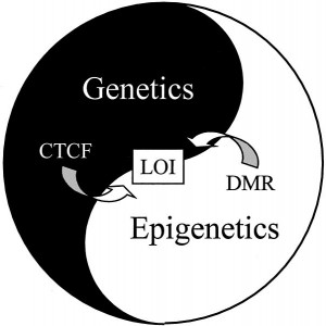 stress methylation chronic fatigue syndrome