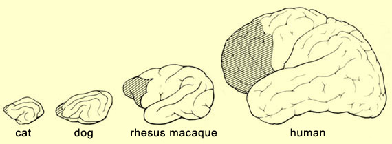 prefrontal cortex-chronic-fatigue