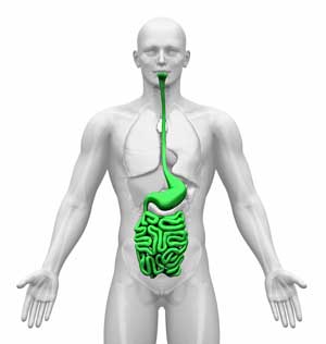 gut-chronic-fatigue-syndrome