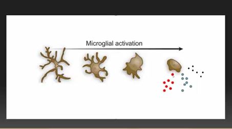 microglia