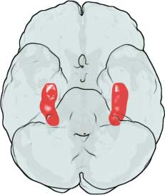 hippocampus fibromyalgia