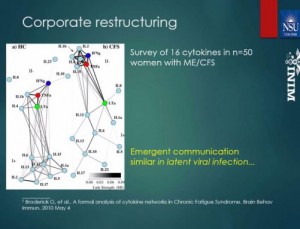 immune network chronic fatigue syndrome