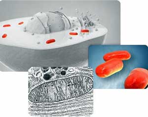 Is Fibromyalgia A Mitochondrial Disorder?