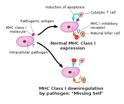 NK and T-cells