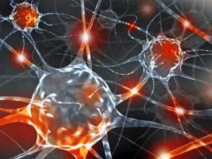 Acetyl L-carnitine - nervous system protectant