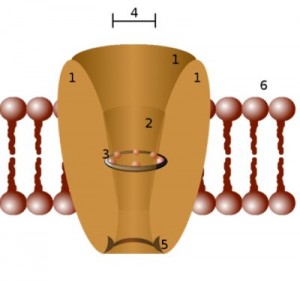 ion channel