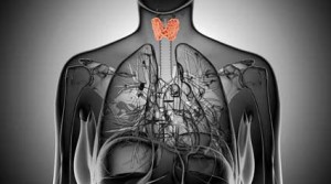 thyroid