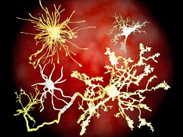 brain cells