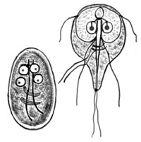 giardia