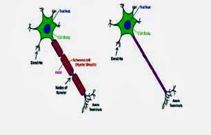 small nerve fibers