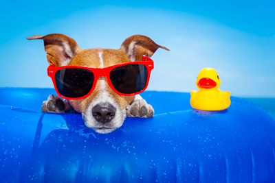 dog and duck