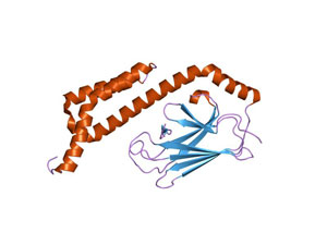 heat shock protein