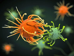 immune attack