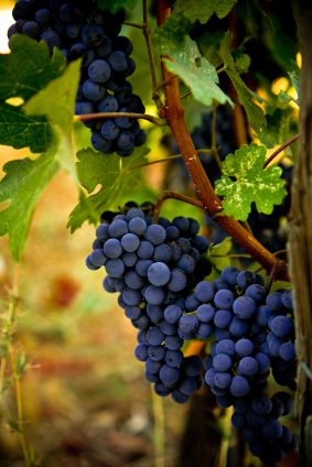 Wine Substance Beats Lyrica in Fibromyalgia Study