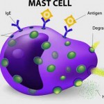 mast cells and chronic fatigue syndrome and fibromyalgia