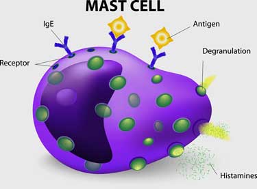 mast cells and chronic fatigue syndrome and fibromyalgia