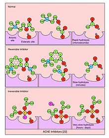 acetylcholinesterase