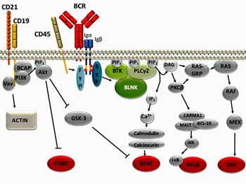 B-cell-signalling