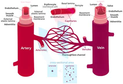 Blood_vessels.svg