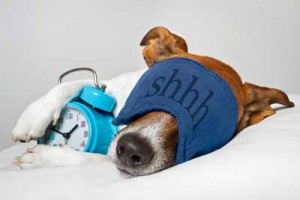 Dog-Sleeping-With-Alarm-Clock--40123960