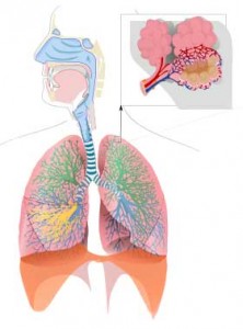Is damage to the autonomic nervous system impacting the lungs in FM?