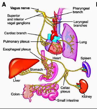 Vagus nerve