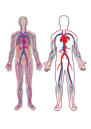 circulatory system ME/CFS