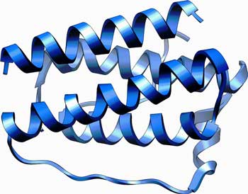 Leptin pain fibromyalgia