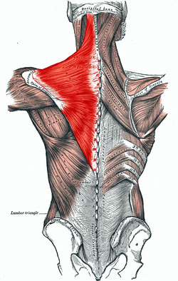 The trapezius muscle