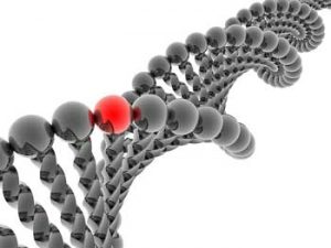 genes fibromyalgia