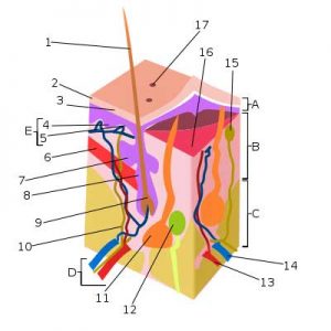 small nerve fibers 