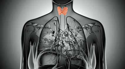 thyroid gland